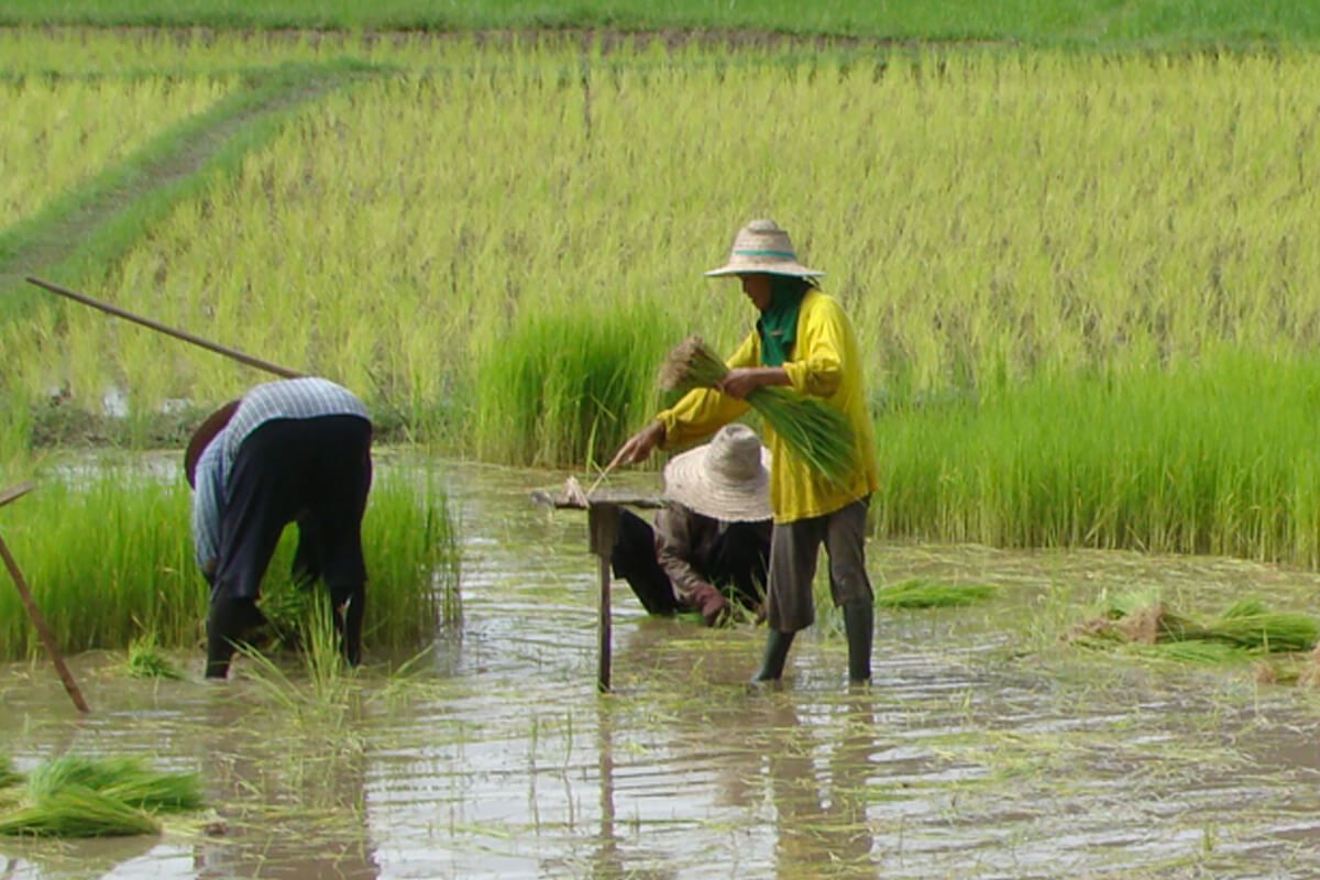 Autour Du Riz