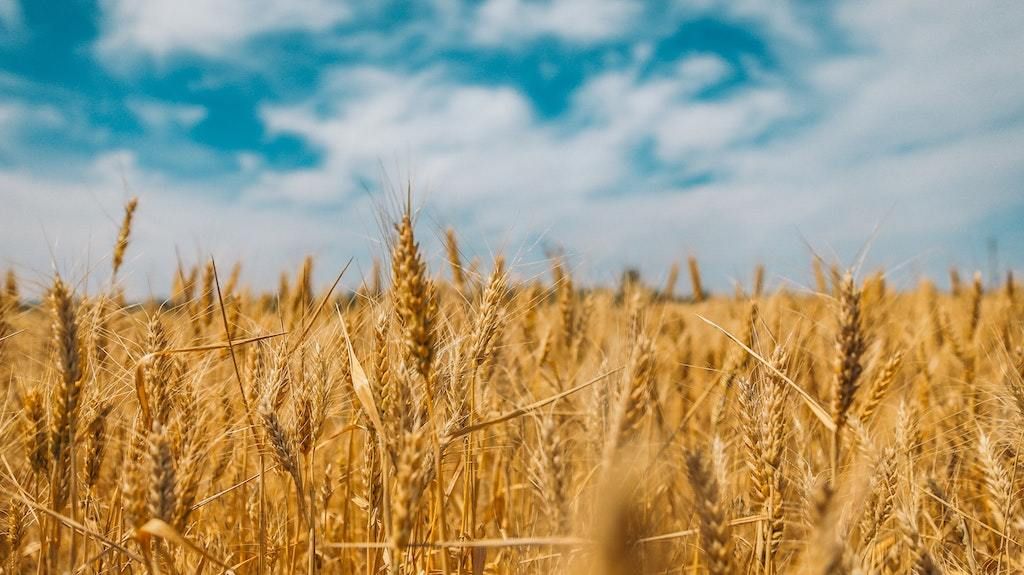 Couscous, blés et céréales Bio